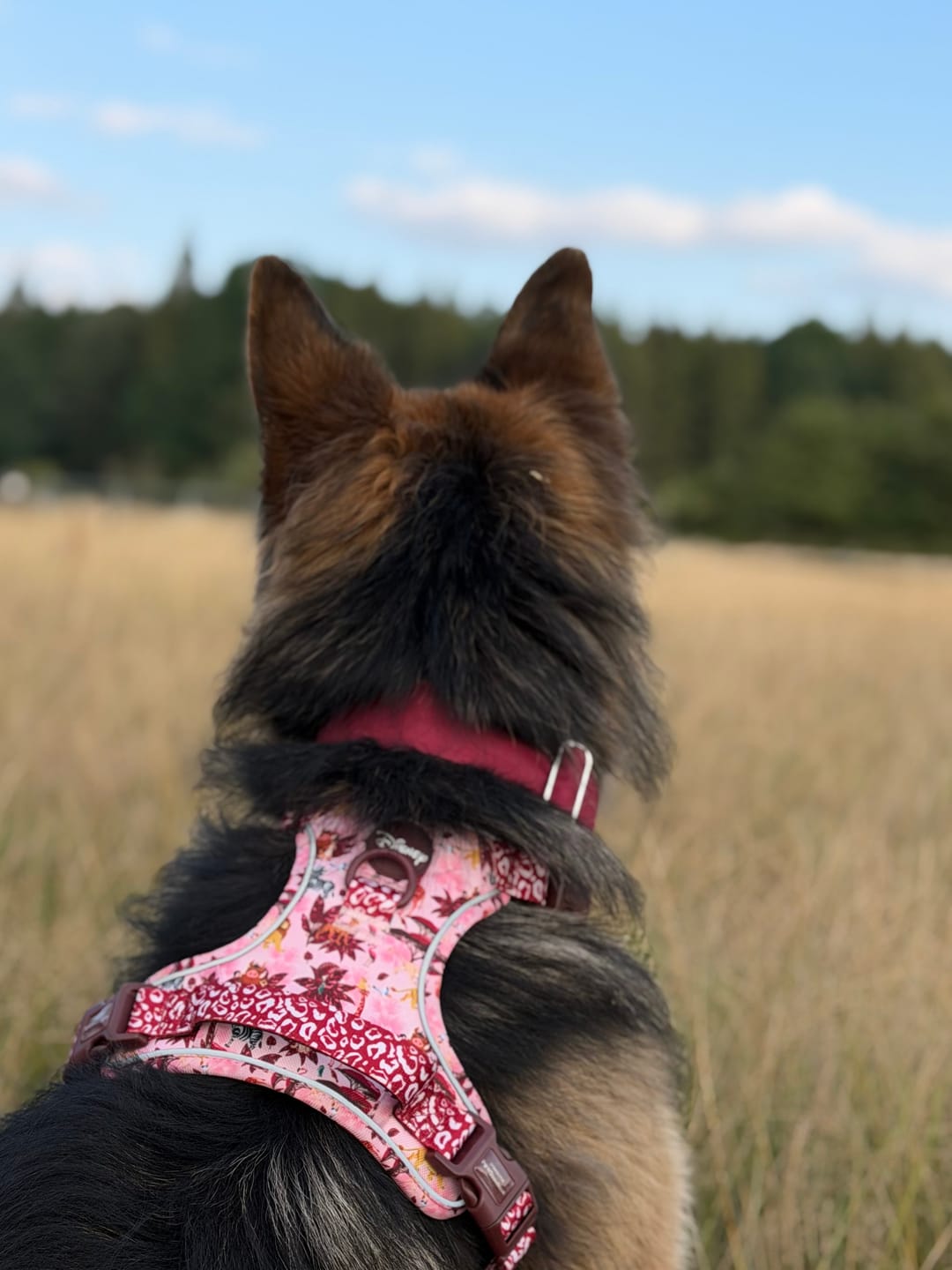 Customer photo review of Disney© Tough Trails™ Harness - Sunset Safari