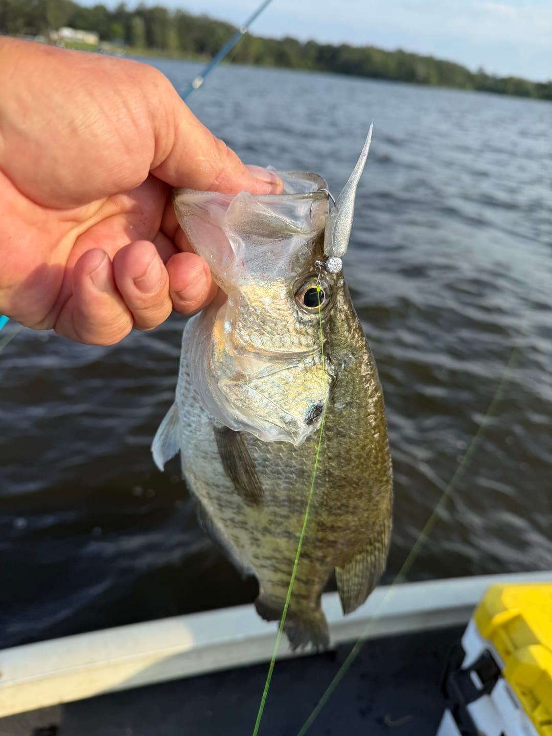 Customer photo review of Silver Shiner