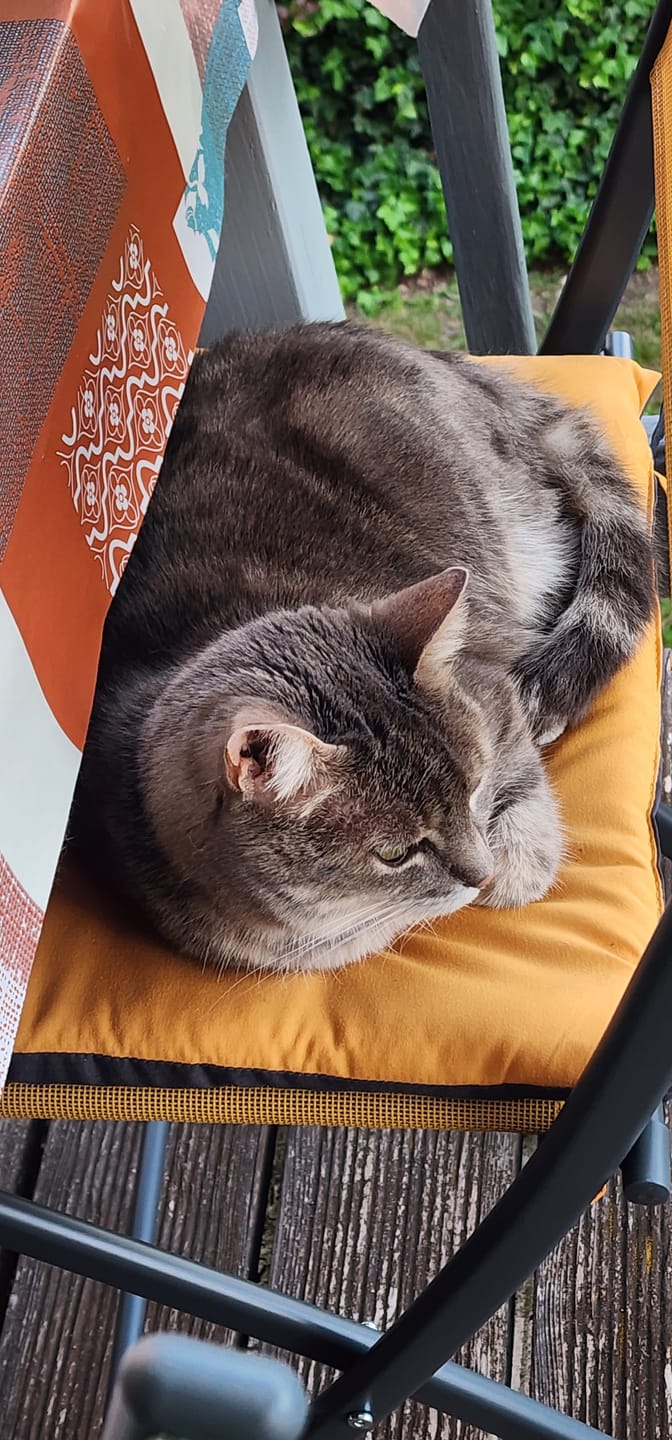 Customer photo review of Pâtée Saumon & Légumes (x16) - Chat