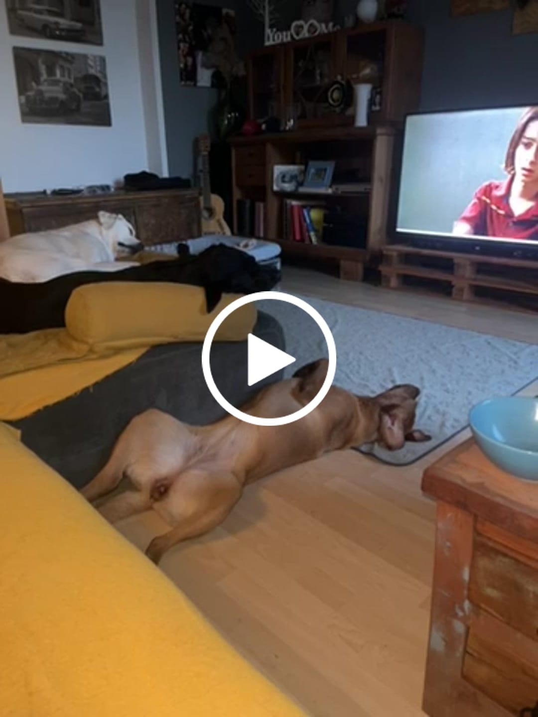 Customer video review of Allergietest Pro Hund