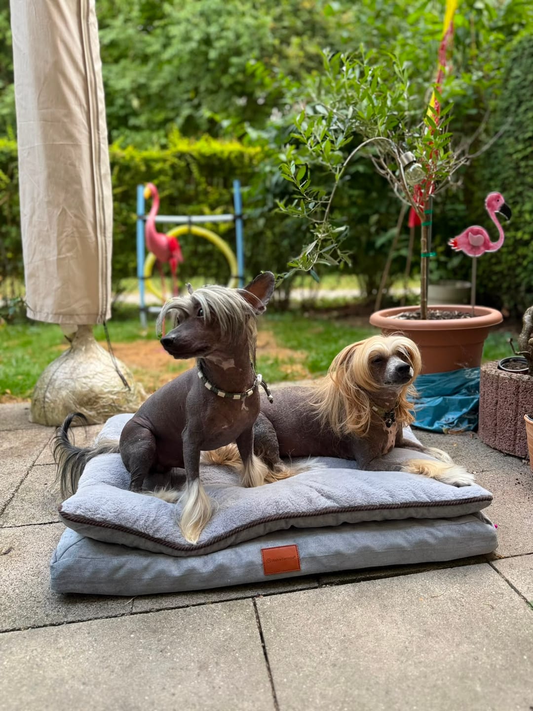 Customer photo review of Orthopädisches Hundekissen "Easy"