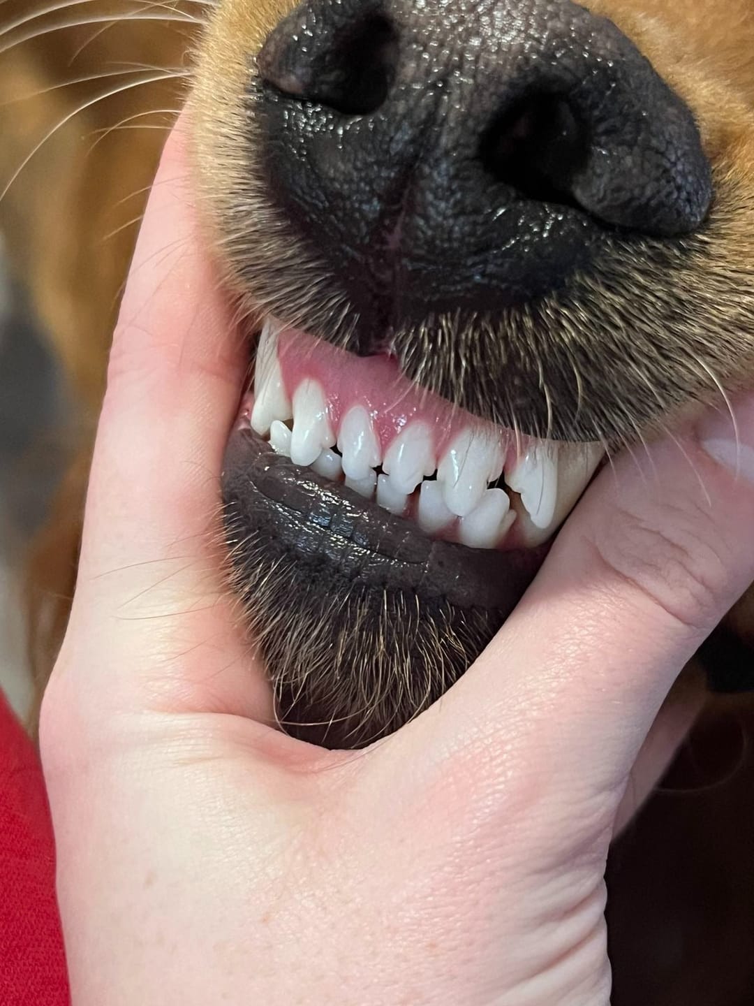 Customer photo review of Spray bucal para mascotas
