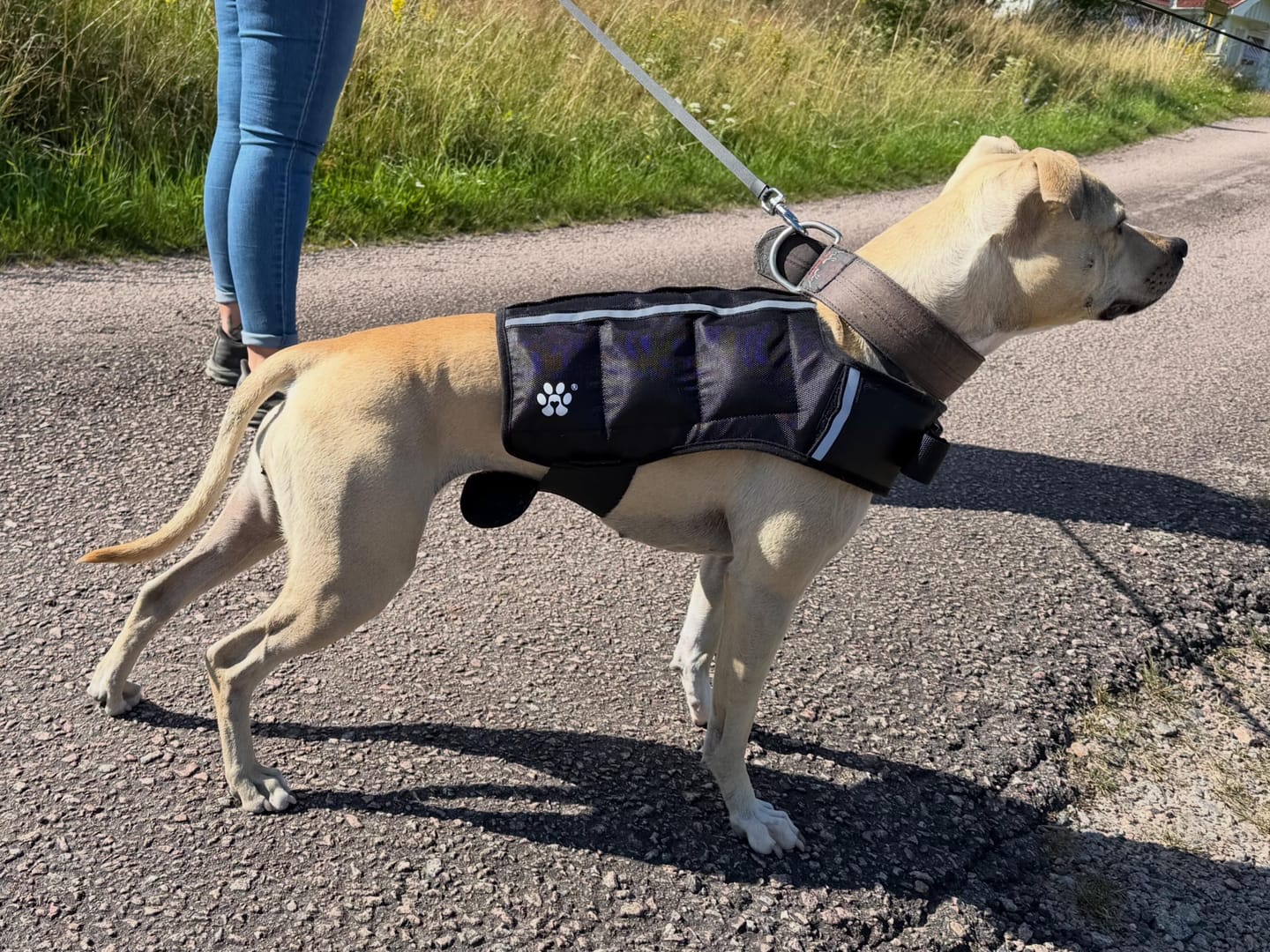 Customer photo review of Hounzy Viktsele för Hund – Justerbar Viktväst för Muskelträning & Kondition