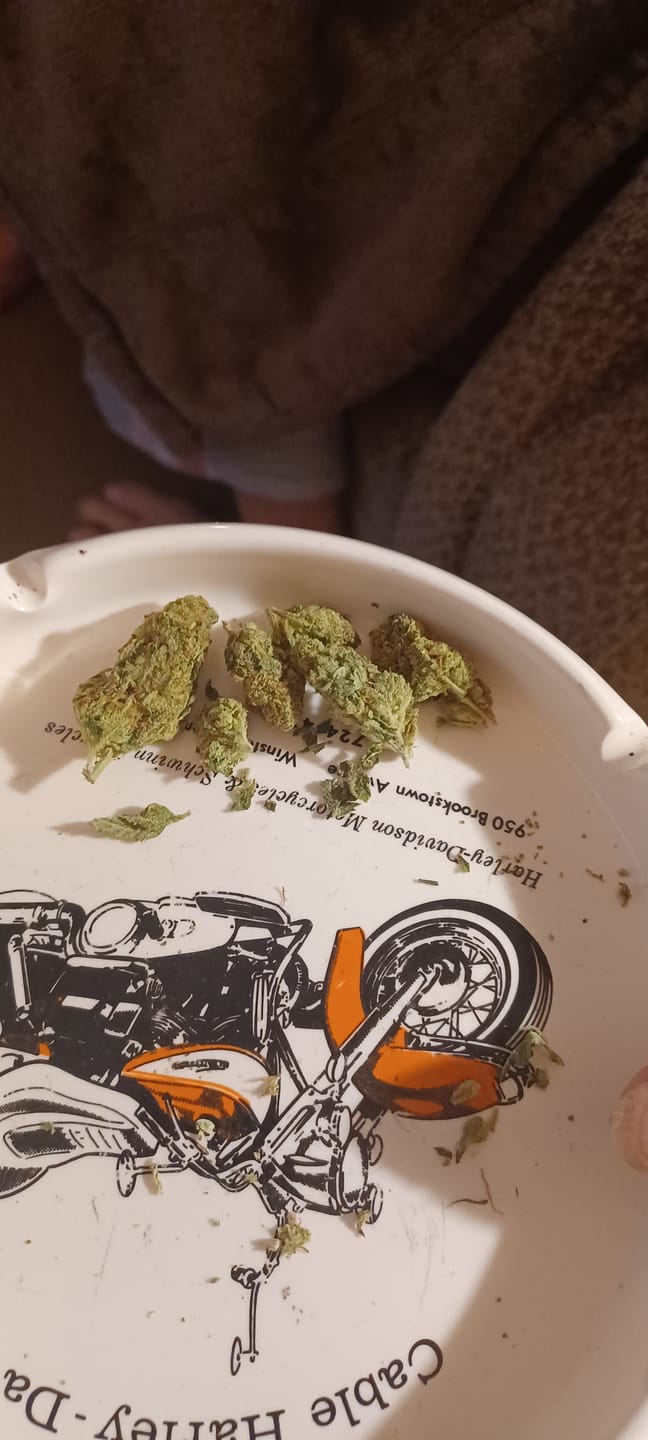Customer photo review of Laughing Gas - Bulk - Hybrid