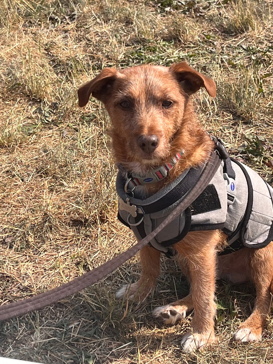 Customer photo review of Luxury Dog Cooling Coat