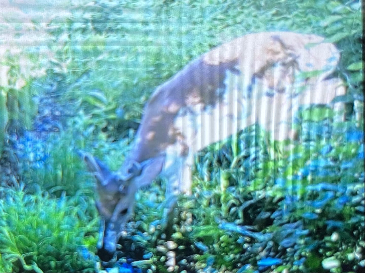 Customer photo review of 4 for $50! - Tasco 12MP with Low Glow Infrared Flash Trail Camera