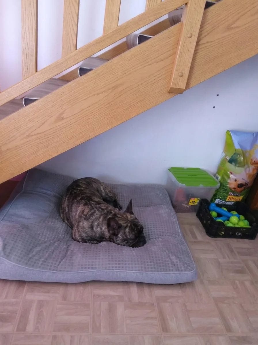 Customer photo review of Lit pour chien orthopédique