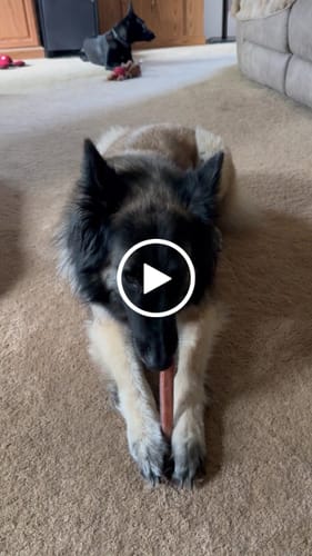 Customer video review of 12 Inch Thick Bully Stick