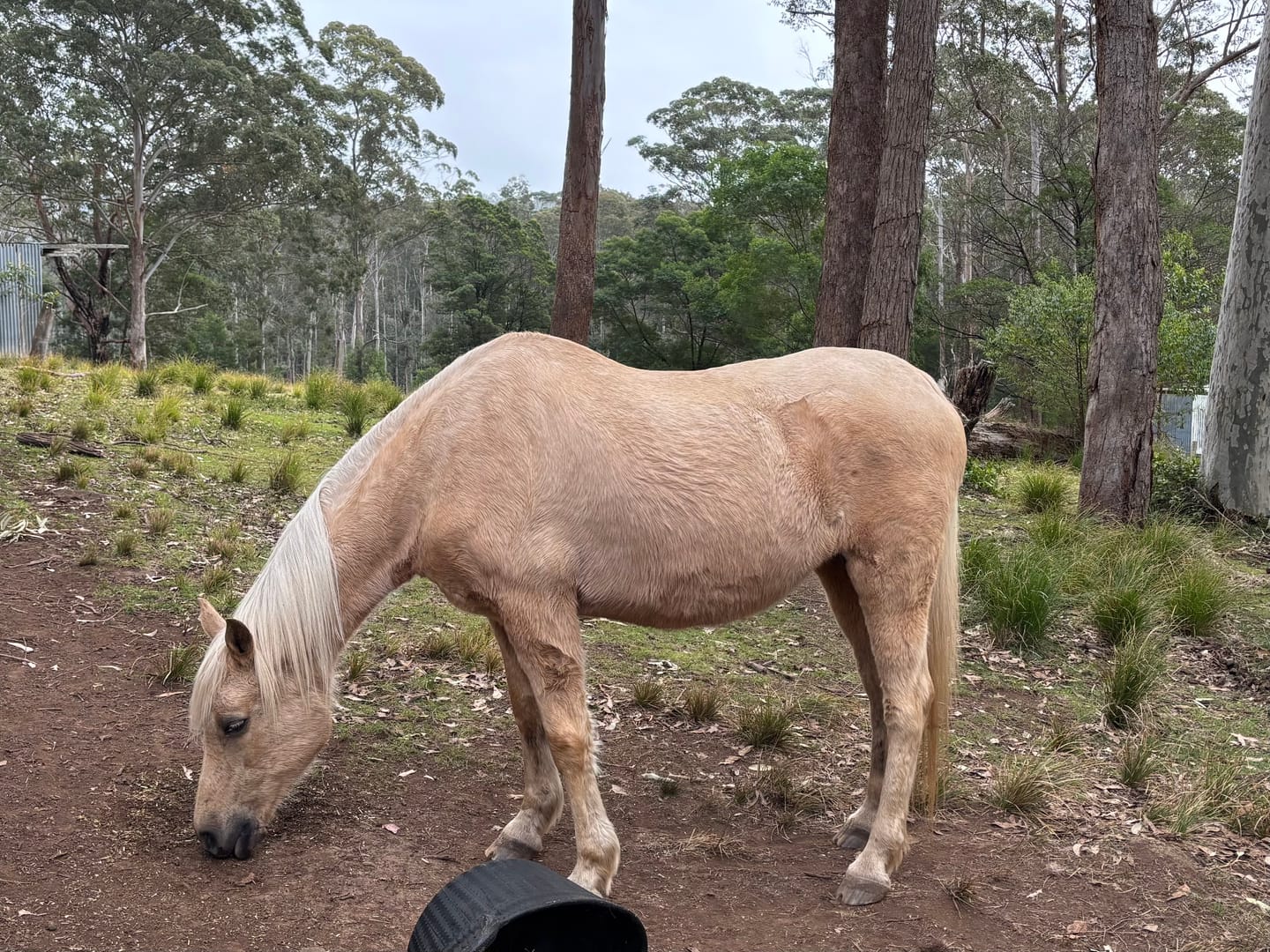 Customer photo review of Digestive EQ