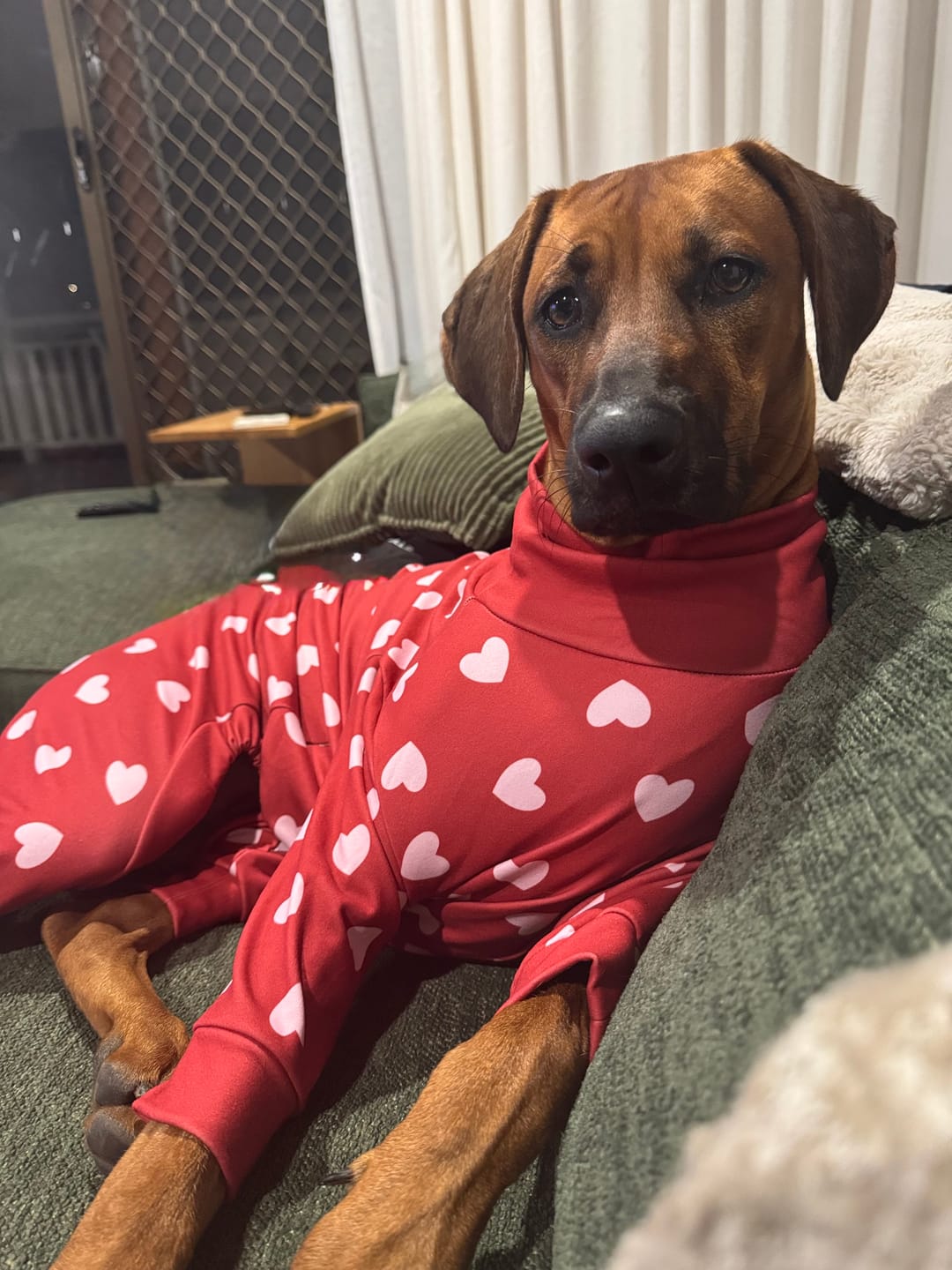 Customer photo review of Dog Pajama - Red Hearts