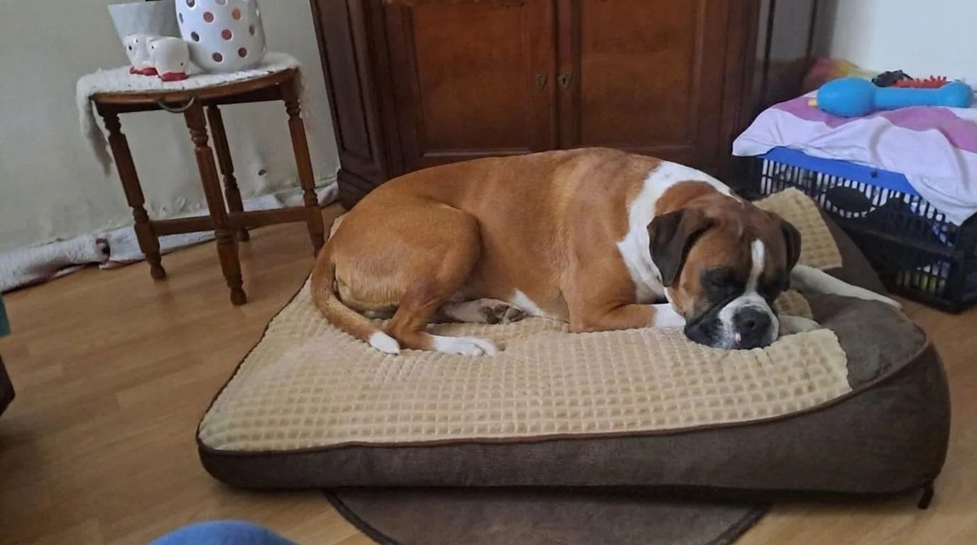 Customer photo review of Lit pour chien orthopédique