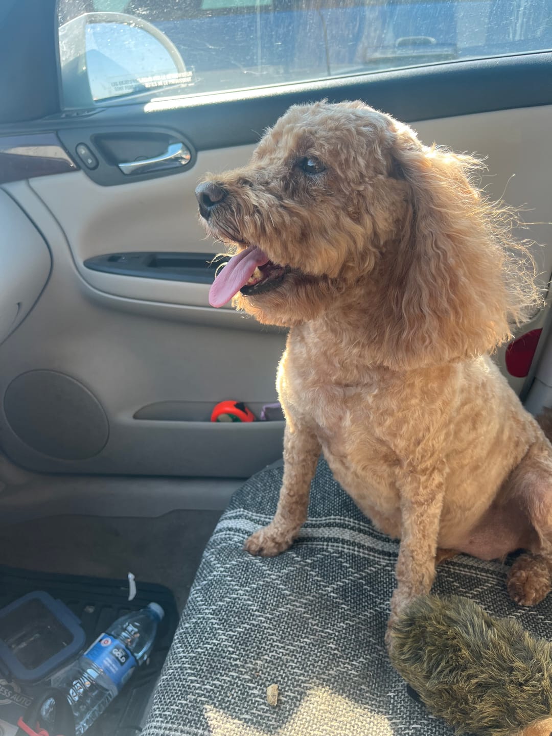 Customer photo review of Pet Dental Spray by Furaqua || Veterinarian Recommended 🏆