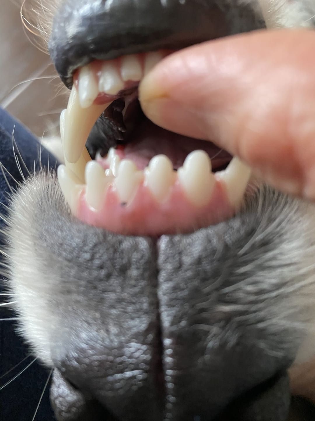 Customer photo review of Spray bucal para mascotas