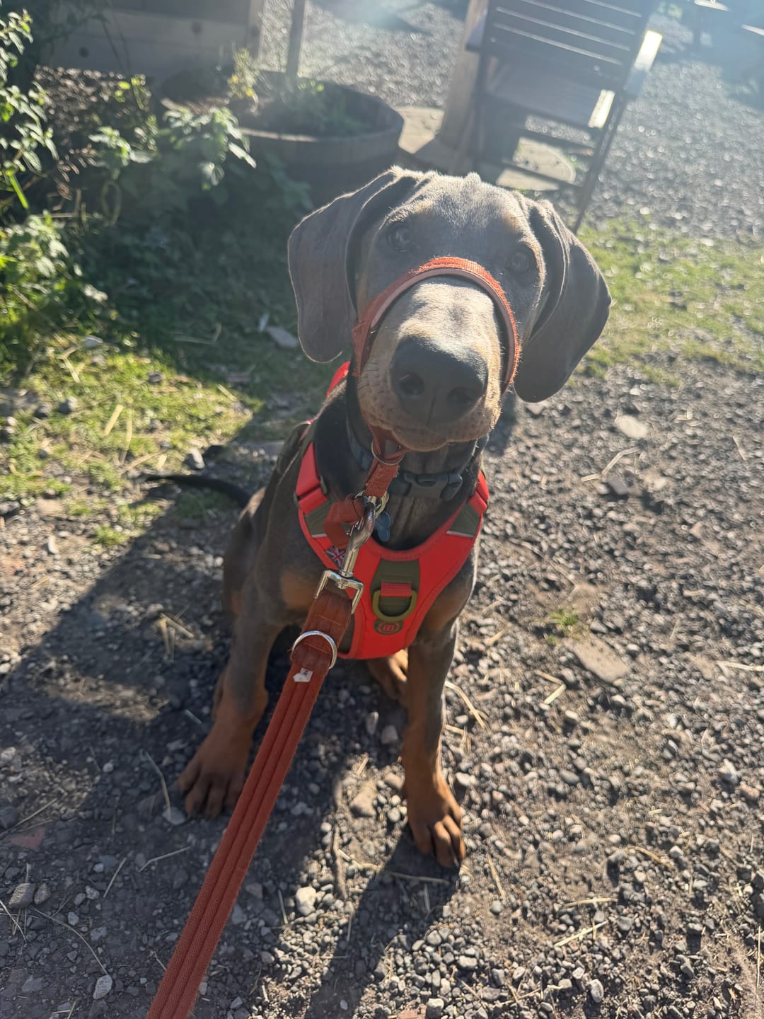 Customer photo review of Anti Pull Hurricane Harness Lighter | With Handle - Burnt Orange X Khaki