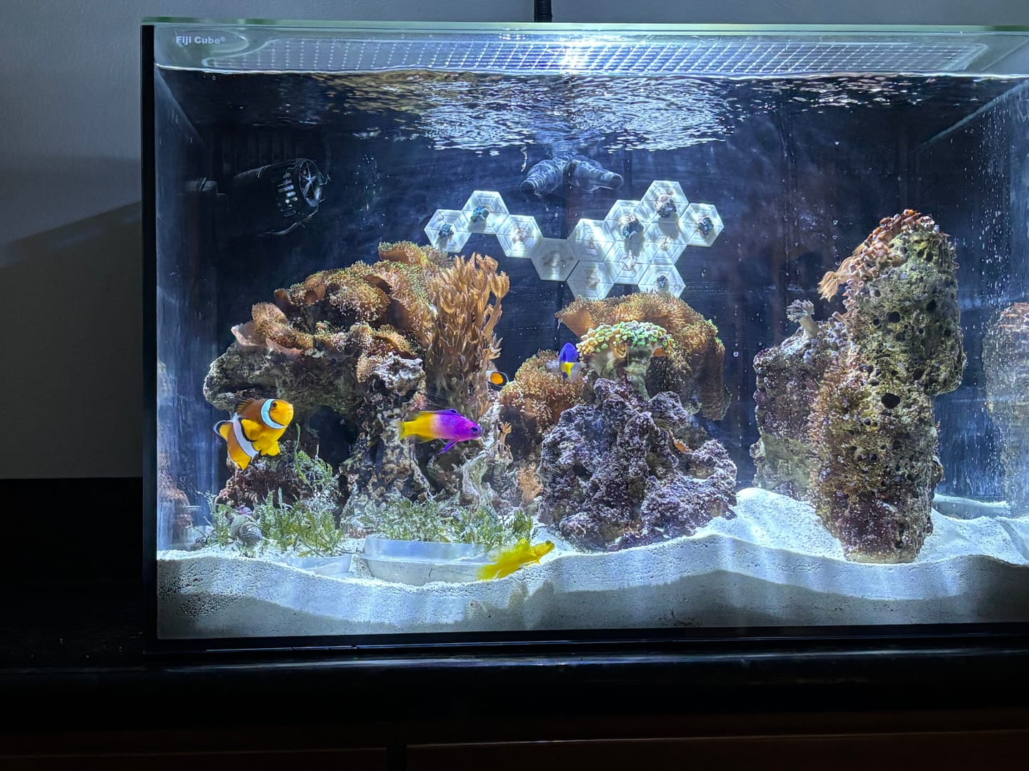 Customer photo review of Fiji Cube 32 Gallon Rimless AIO Glass Nano Tank - PRO Series