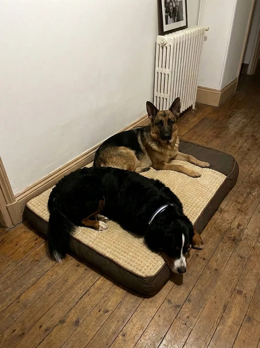 Customer photo review of Lit pour chien orthopédique