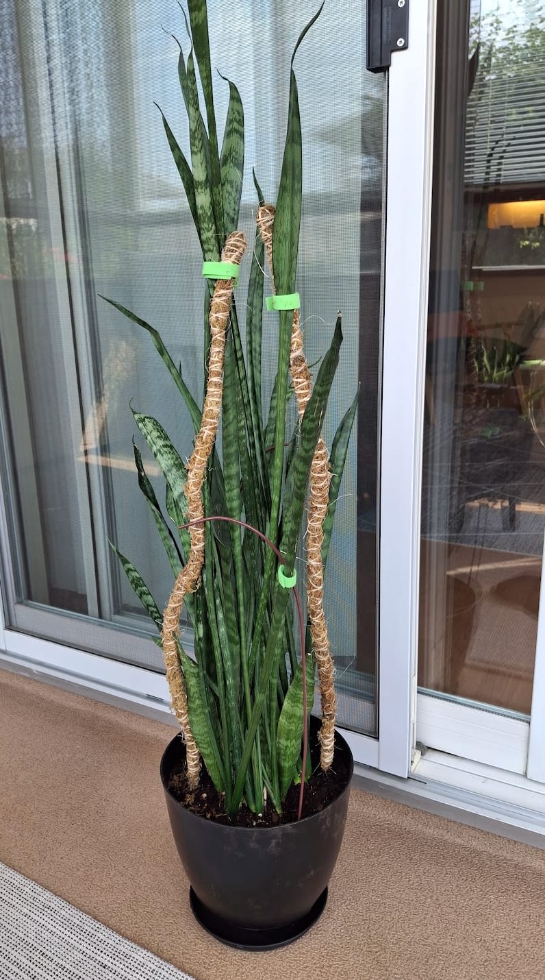 Customer photo review of Reusable Plant Tape