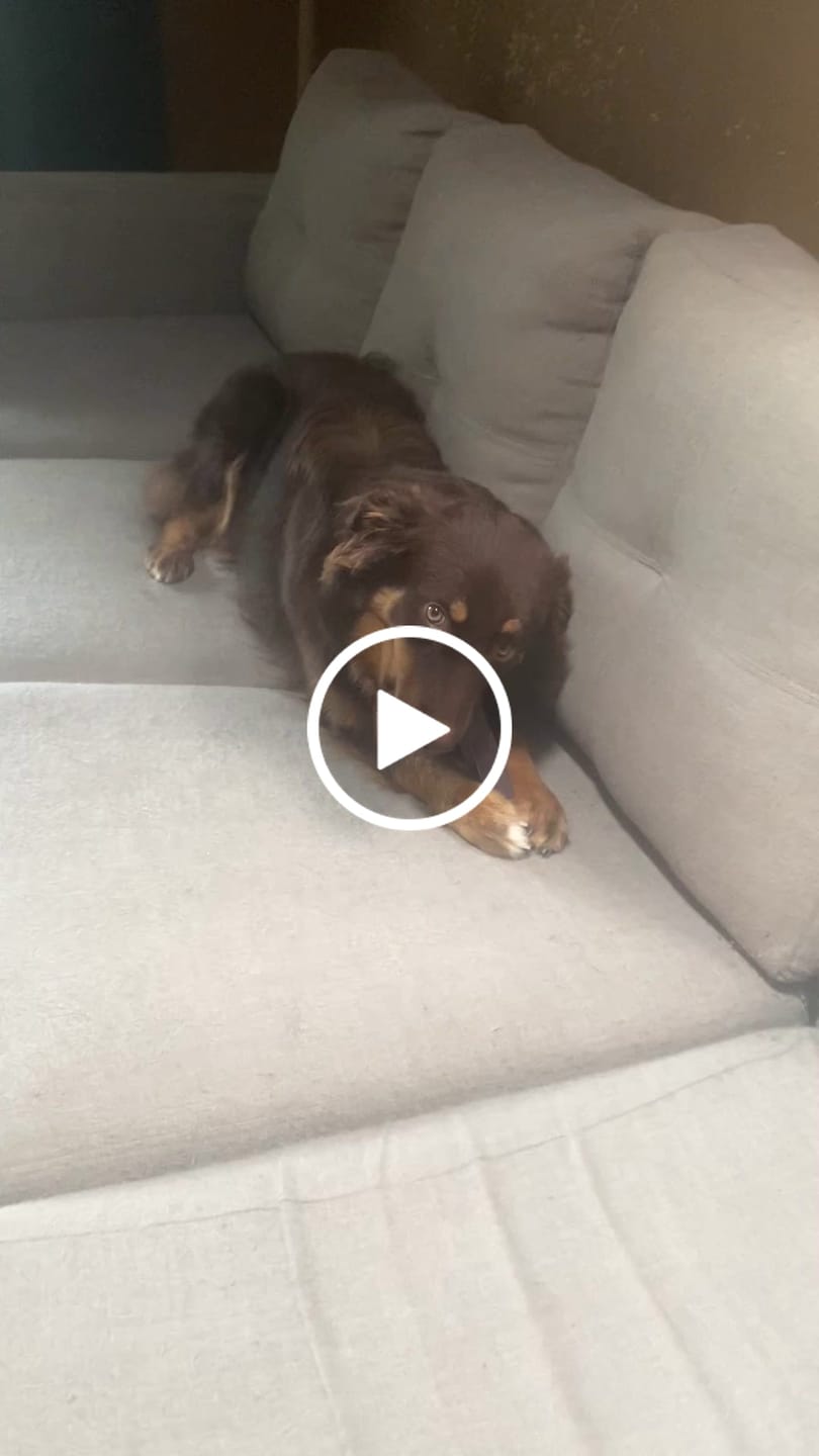 Customer video review of Blueberry Himalayan Yak Chew (MEDIUM)