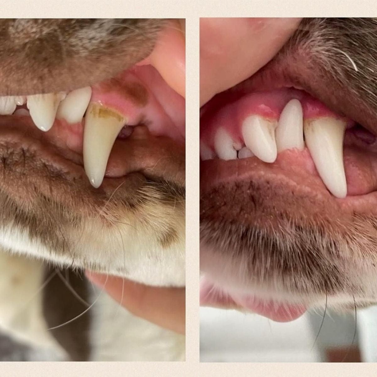 Customer photo review of Spray bucal para mascotas