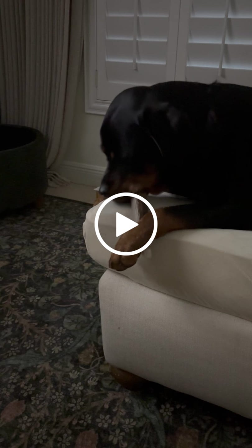 Customer video review of Split Elk Antler Chew - Extra Large (65-85 lbs)