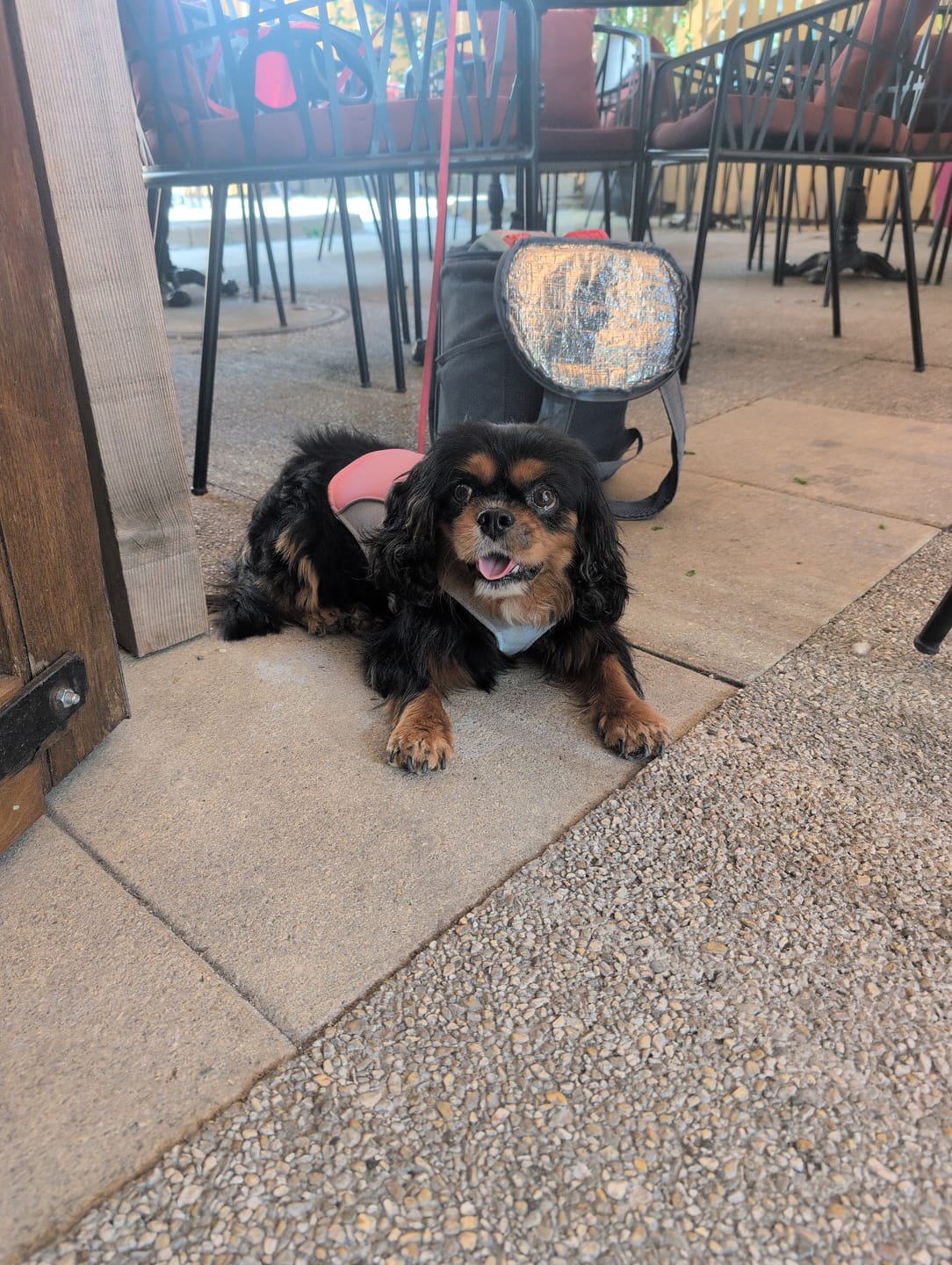 Customer photo review of Kühlweste für Hunde – atmungsaktiv & verstellbar