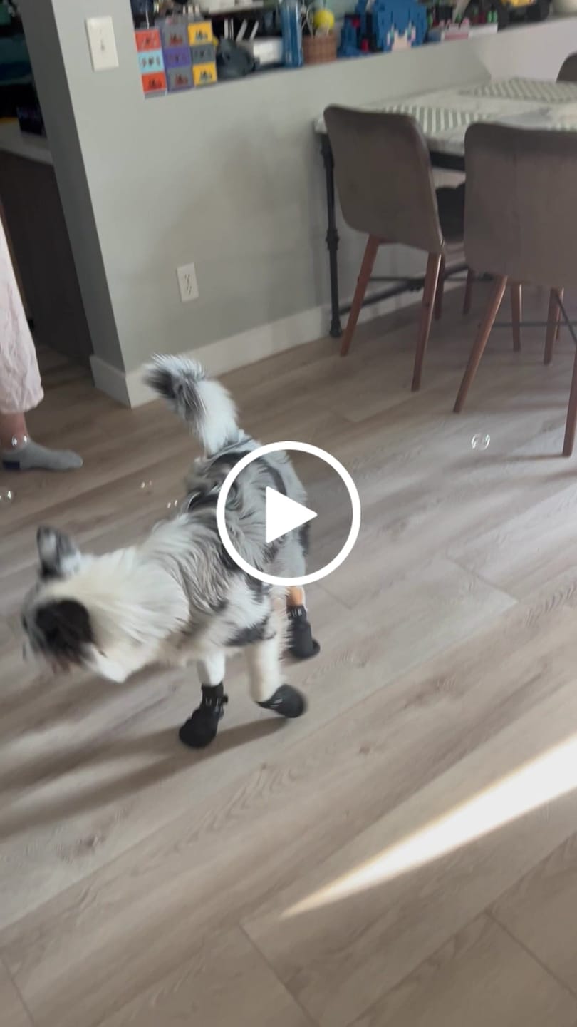 Customer video review of AIR PUP SPRINTERS - SET OF 4