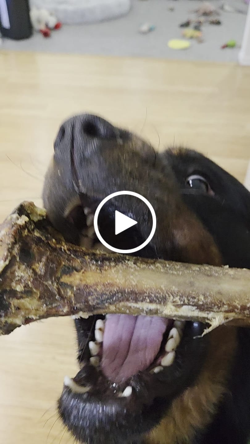 Customer video review of Large Ostrich Cane (11.5" x 5"): The Ultimate Long-Lasting Chew for Medium, Large & XL Dogs