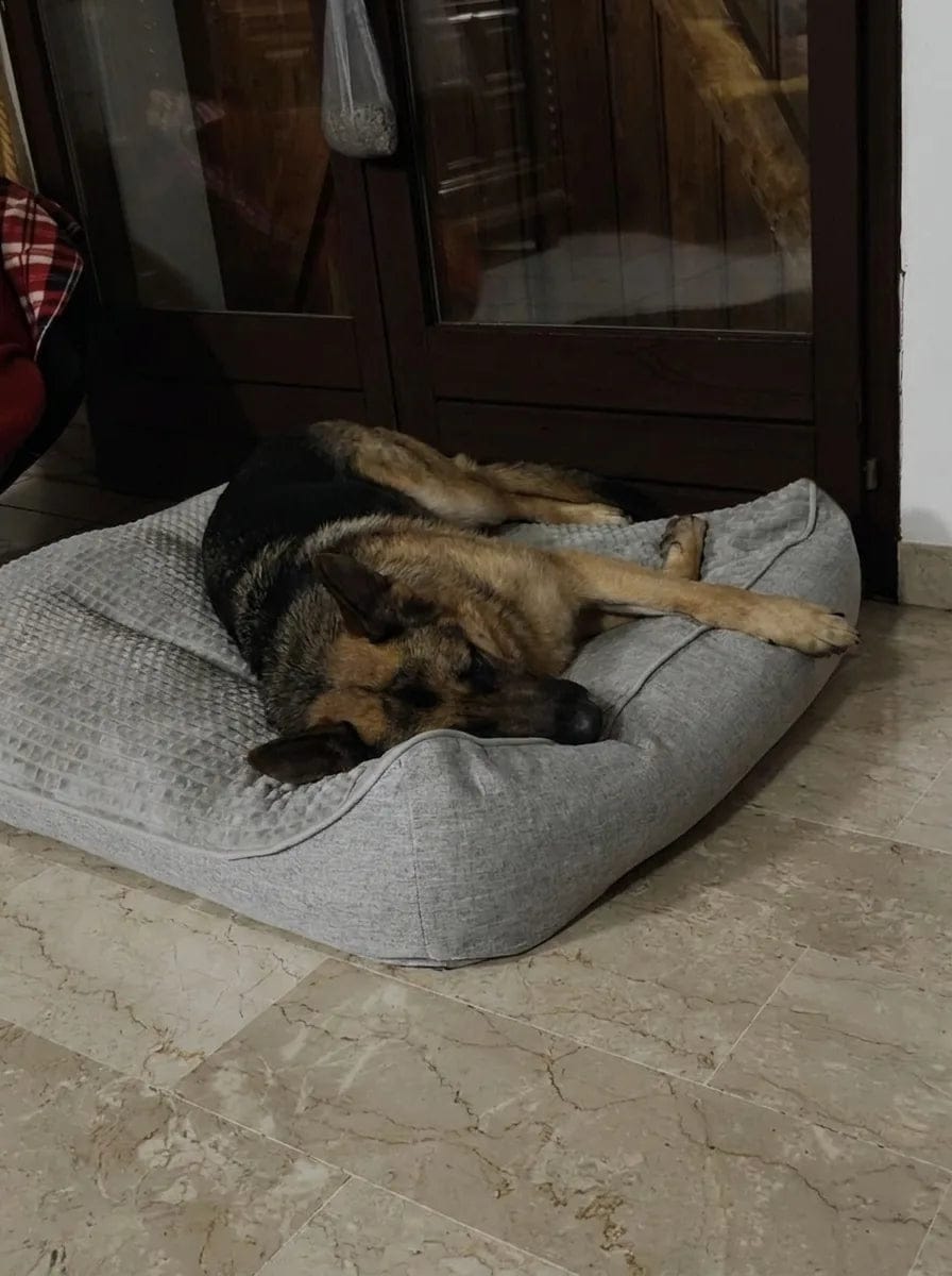 Customer photo review of Lit pour chien orthopédique