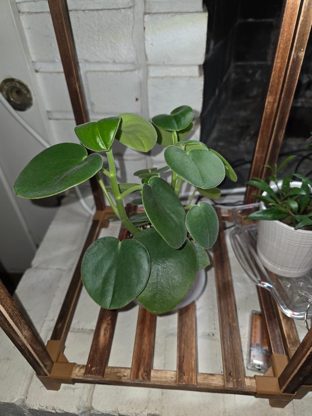 Customer photo review of Peperomia incana