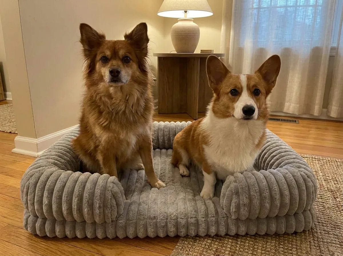 Customer photo review of Panier orthopédique pour chien