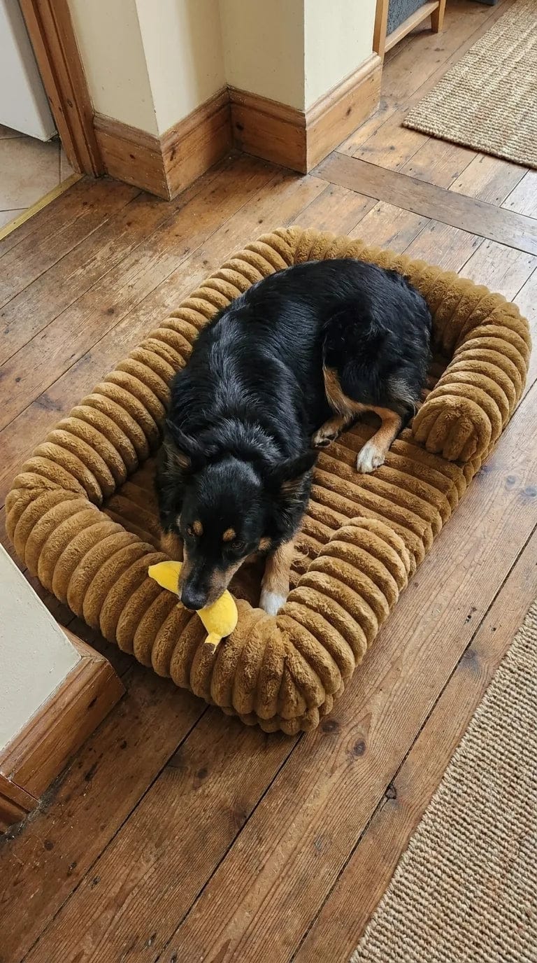 Customer photo review of Panier orthopédique pour chien