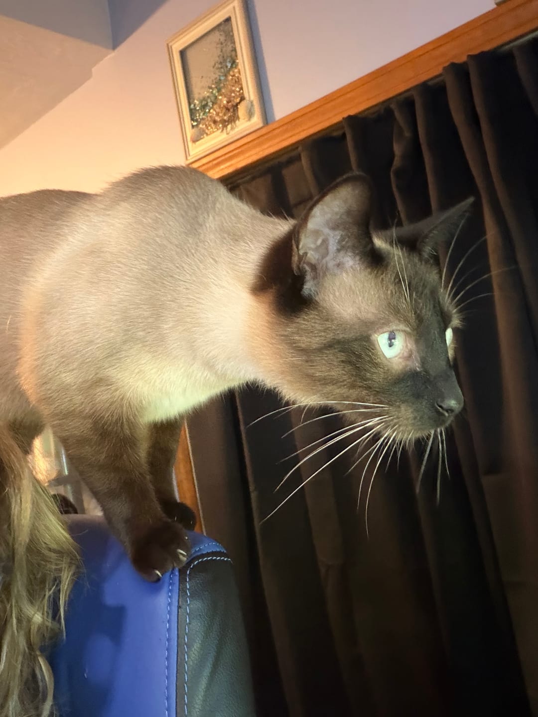 Customer photo review of Cat Eye Infection & Vision Support Remedy