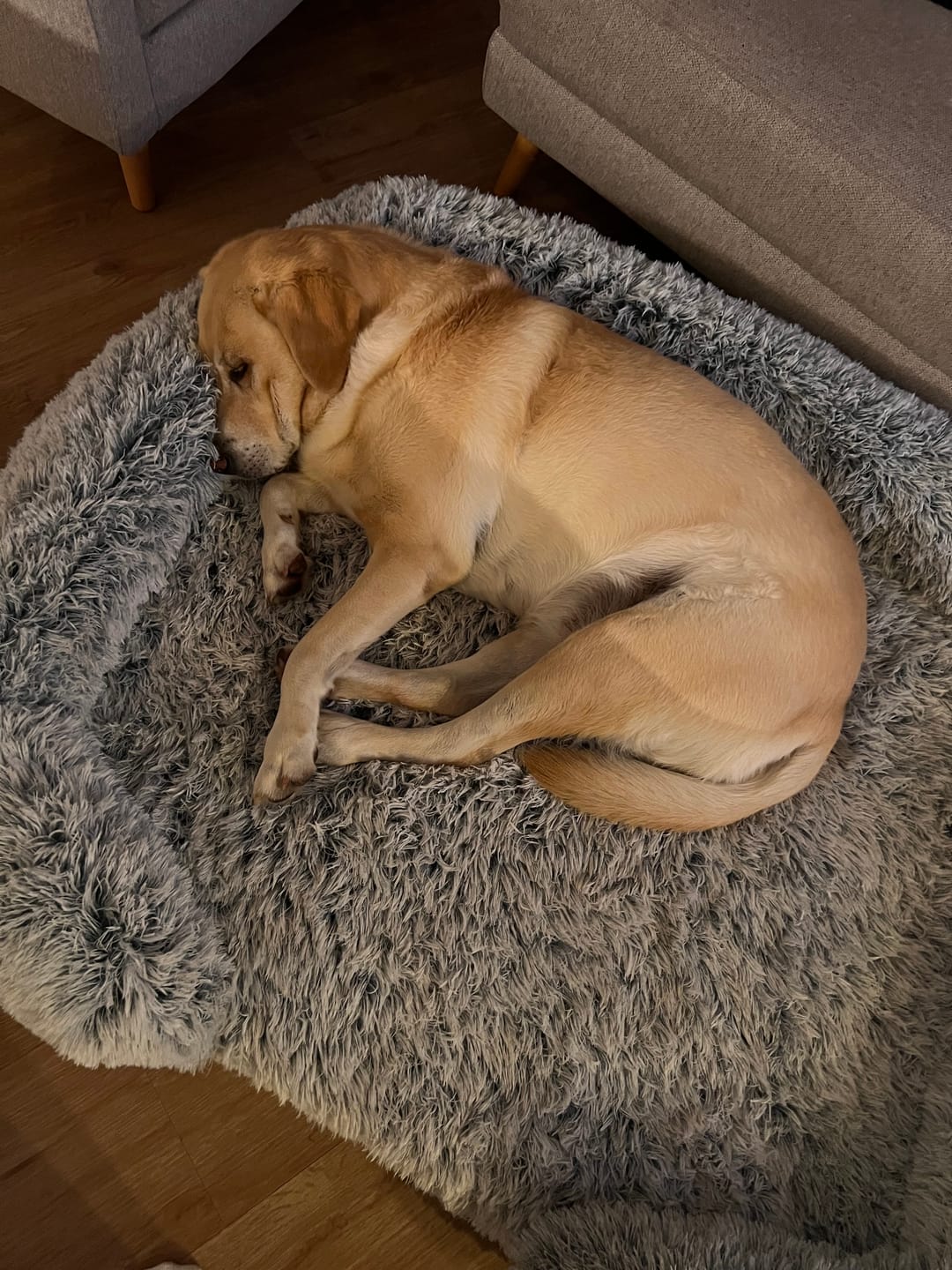 Customer photo review of Pet Orthopaedic Bed