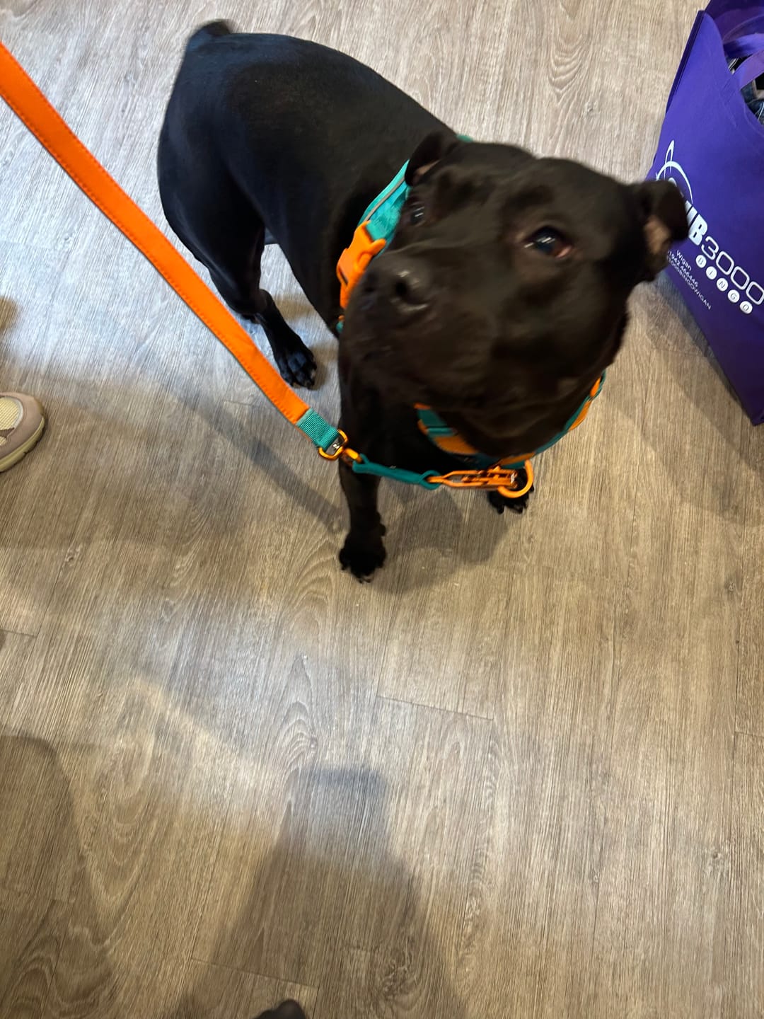 Customer photo review of Anti Pull Hurricane Harness Lighter | With Handle - Turquoise X Orange