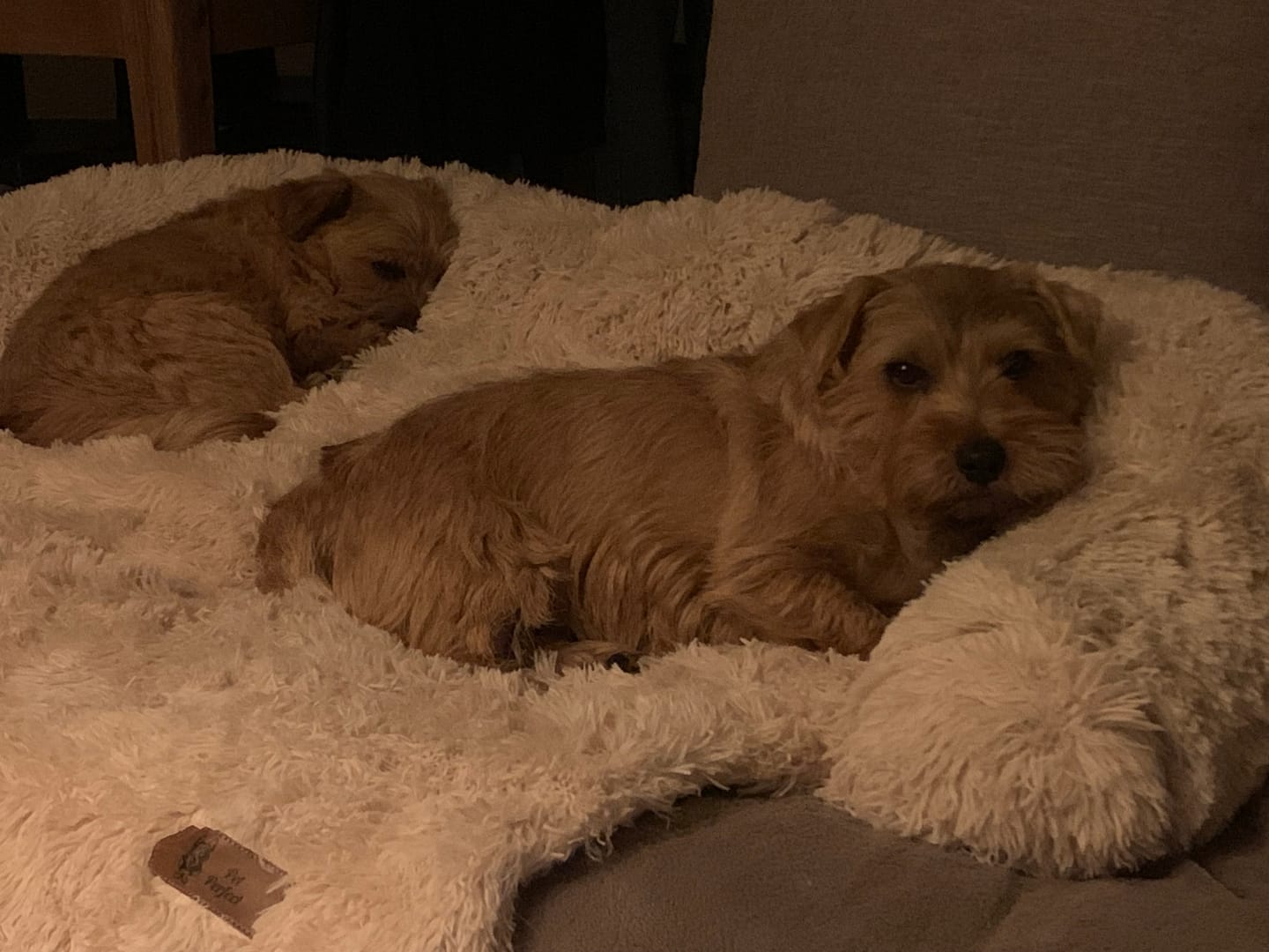 Customer photo review of Pet Perfect Luxe Autostoel Hond - Hondenmand Auto - Wasbaar