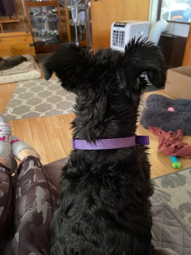 Customer review photo