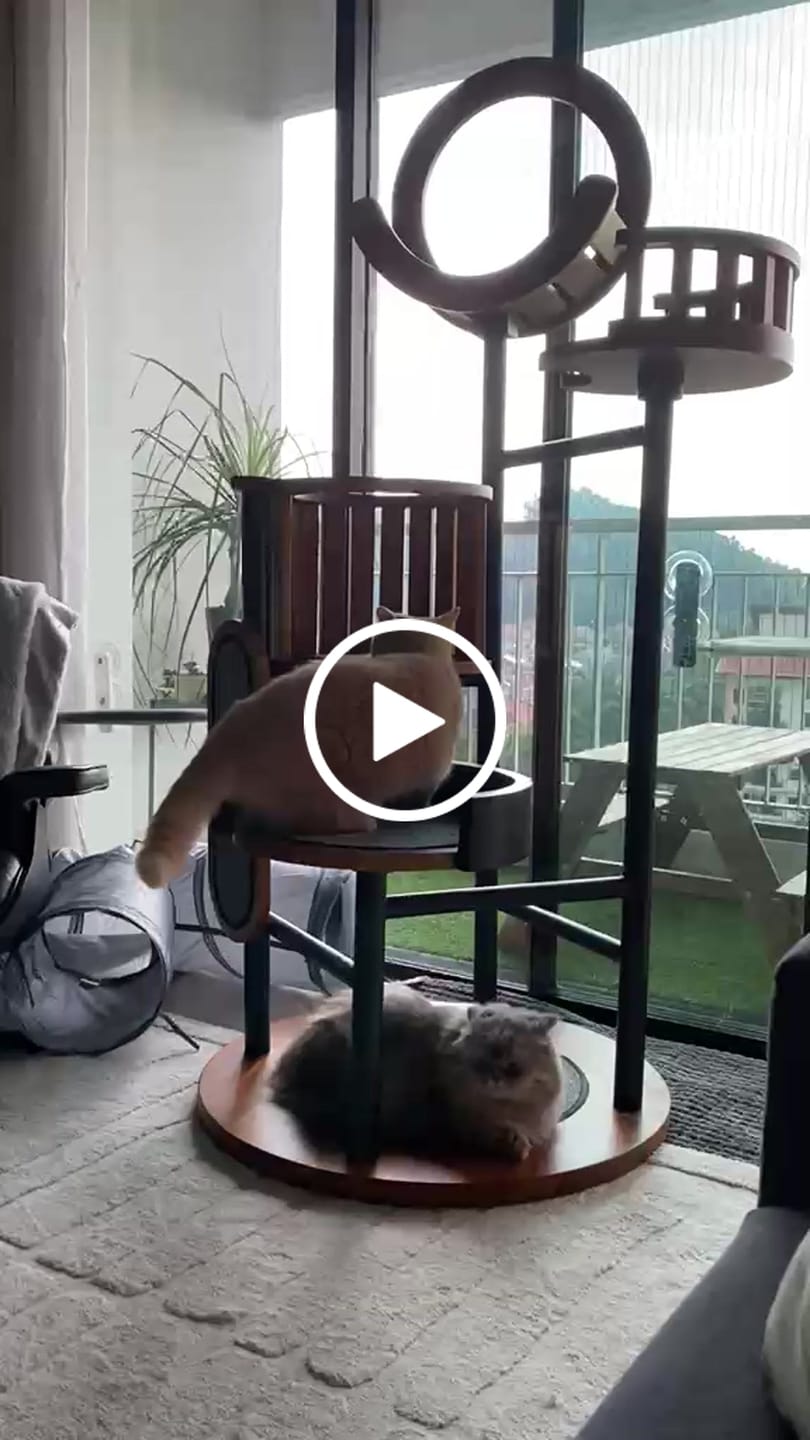 Customer video review of Luxury Cat Tree in Solid Teak Wood