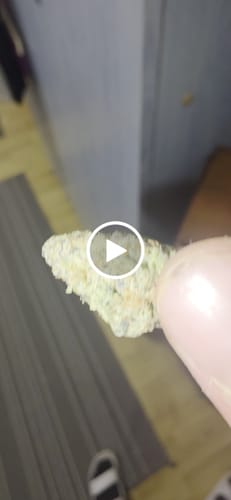 Customer video review of White Russian THCA Flower