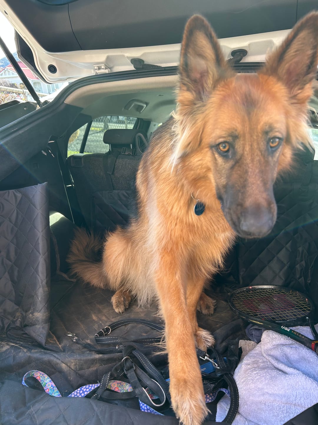 Customer photo review of Companion&Co™ Dog Boot Cover