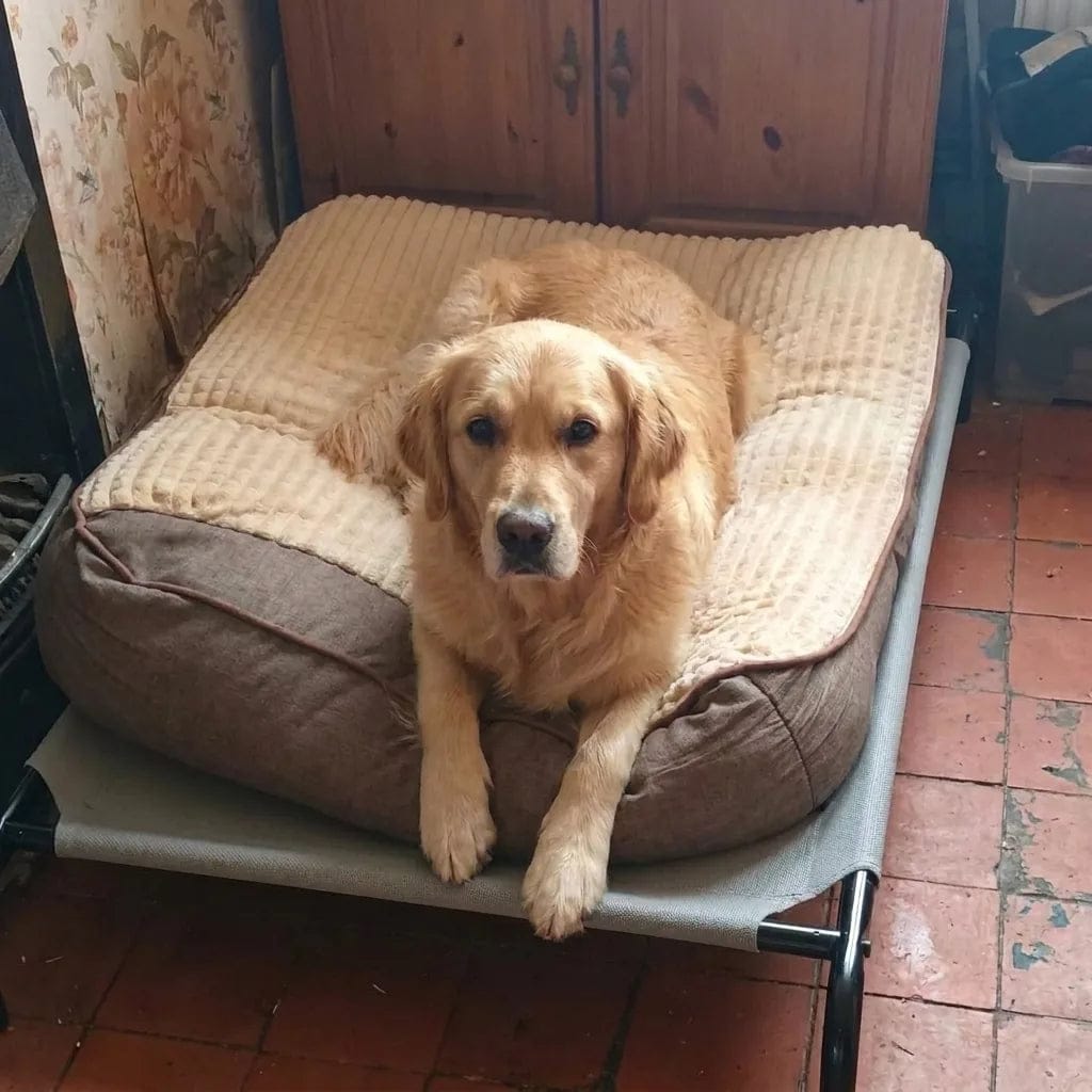 Customer photo review of Lit pour chien orthopédique