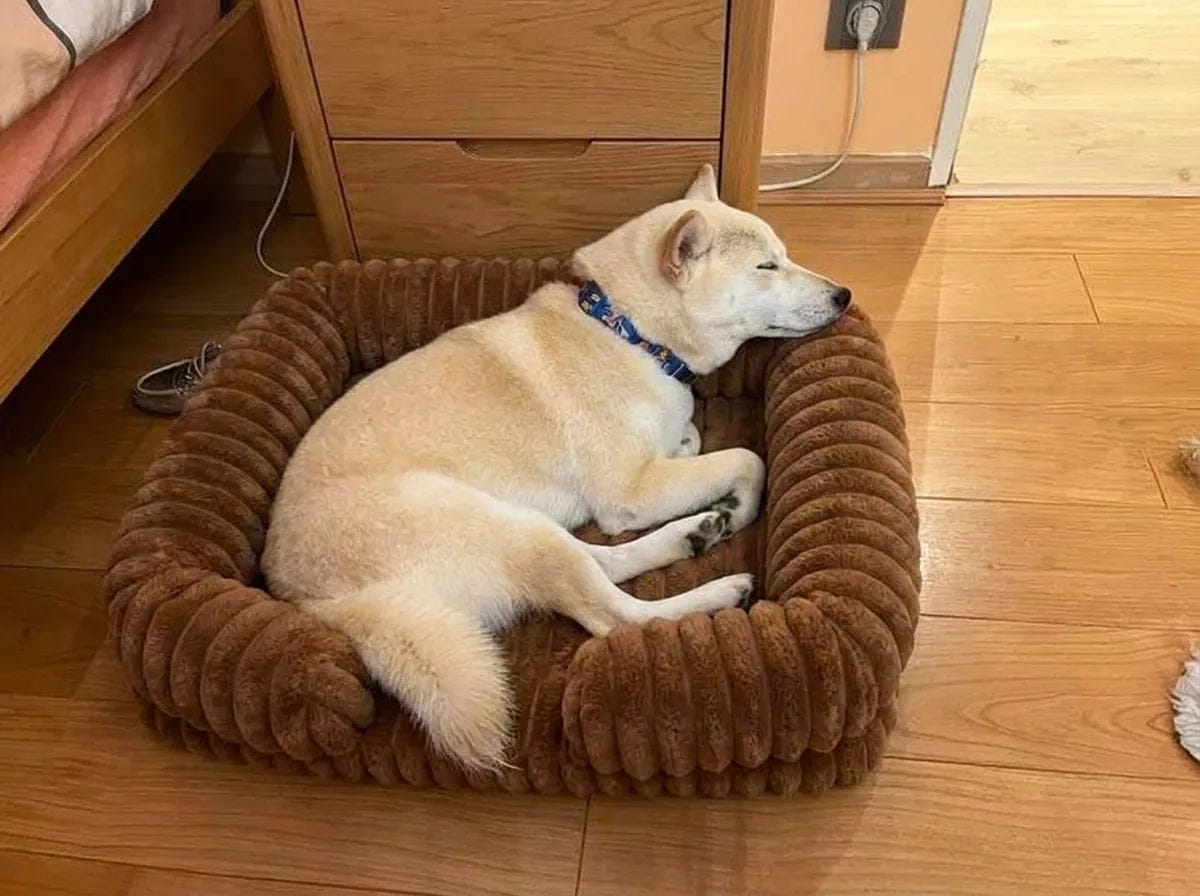 Customer photo review of Panier orthopédique pour chien