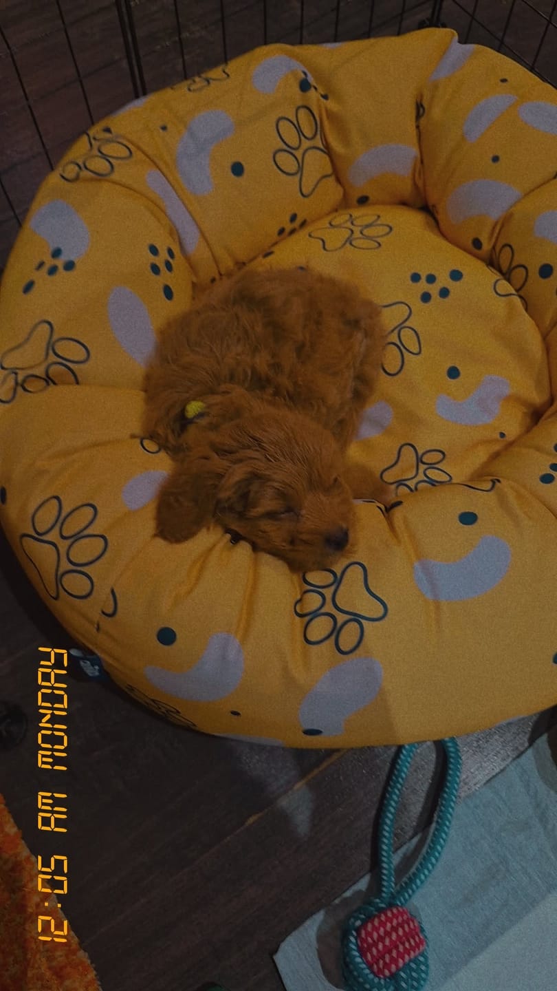 Customer photo review of Snoozy Pet Bed