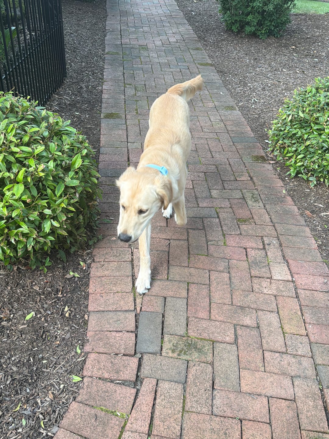 Customer photo review of 6 Inch Monster Bully Stick