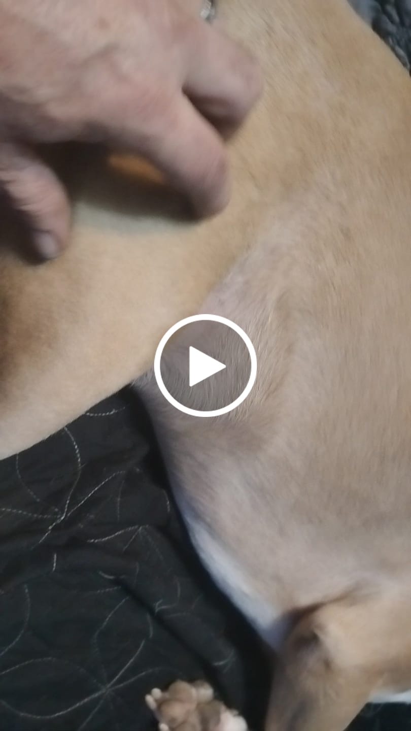 Customer video review of FurLife™ - 8 Months All Natural Flea and Tick Collar for Dogs
