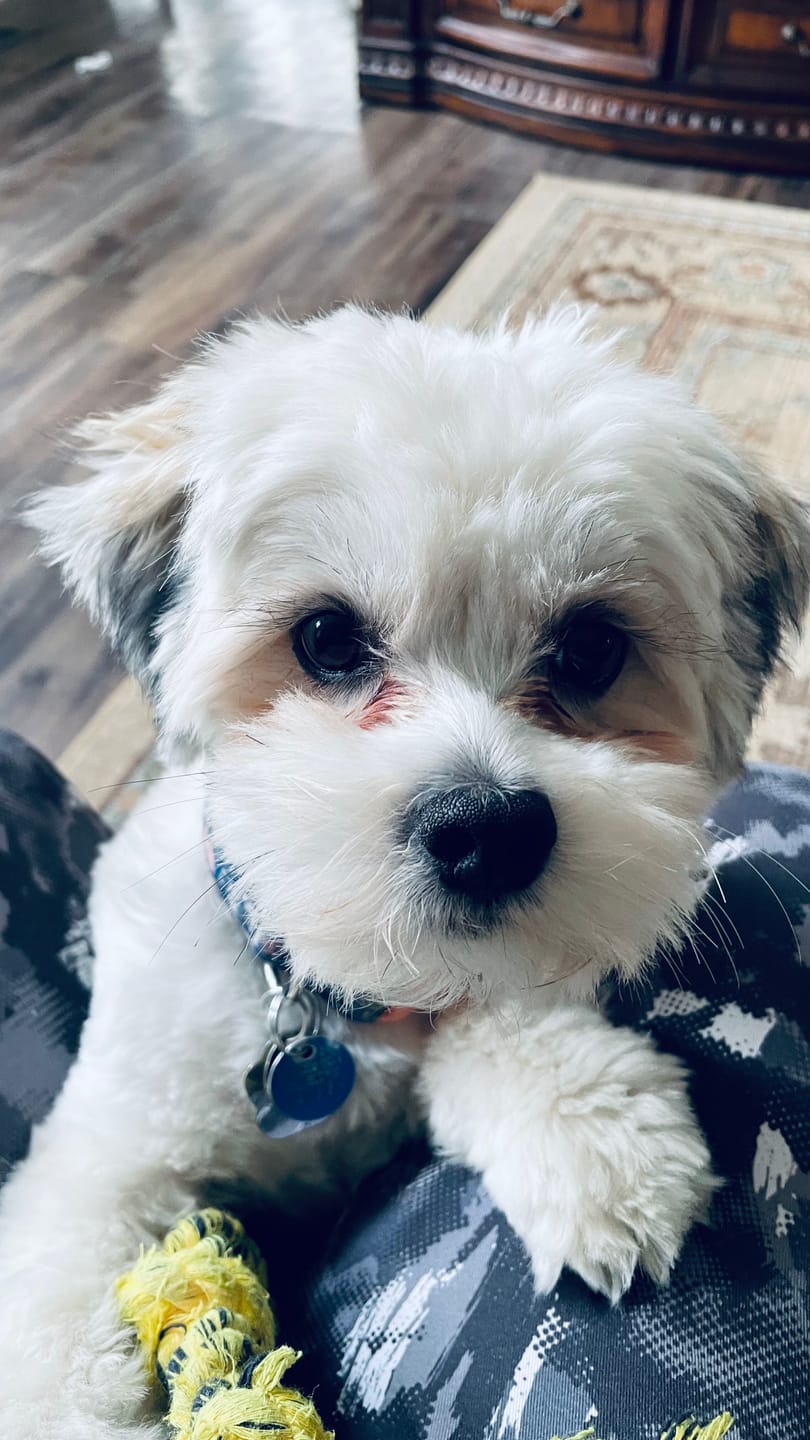 Customer photo review of FurLife™ 12 Months Flea and Tick Free