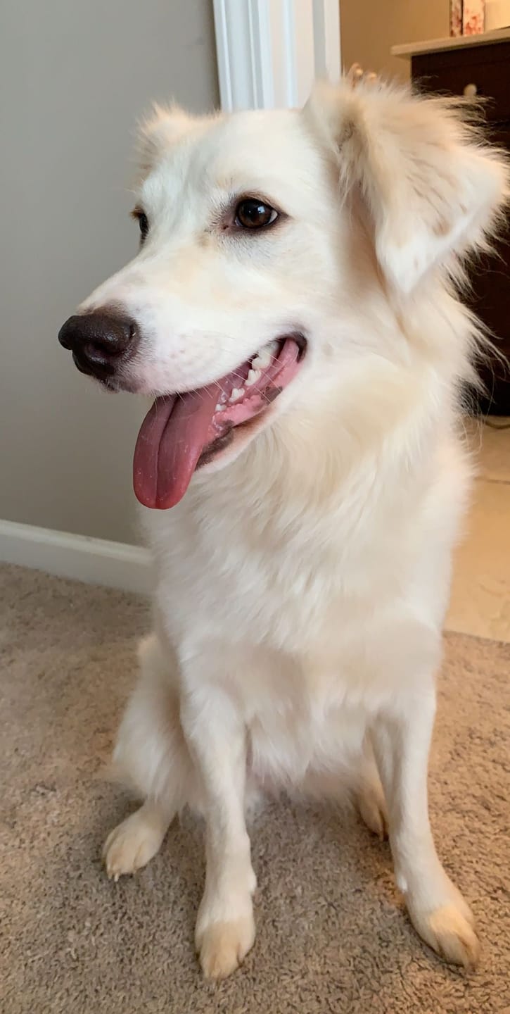 Customer photo review of Spray bucal para mascotas
