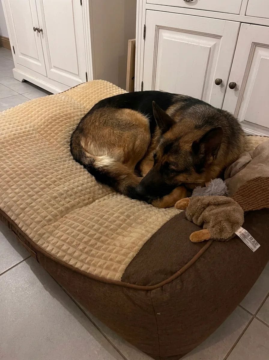 Customer photo review of Lit pour chien orthopédique