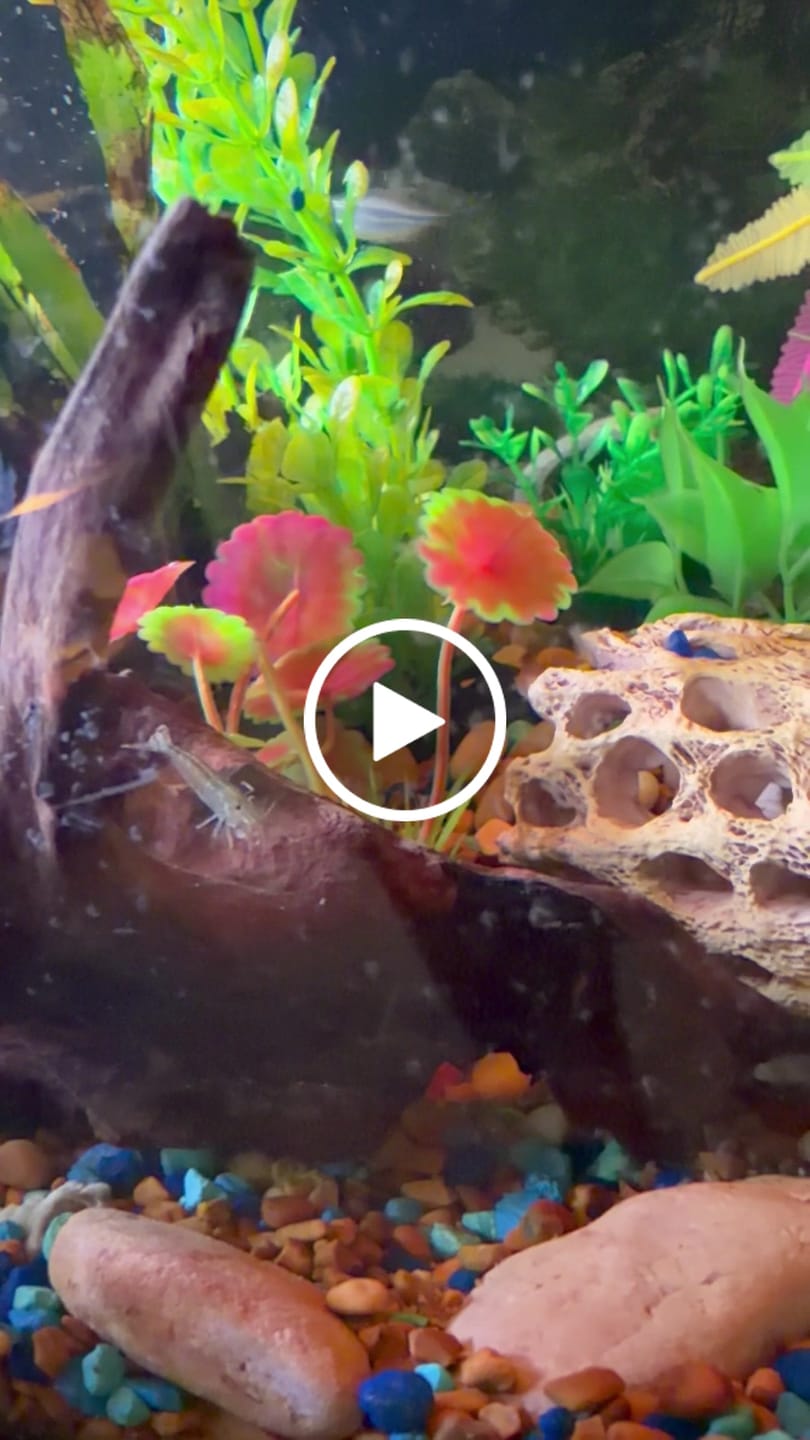 Customer video review of Amano Shrimp
