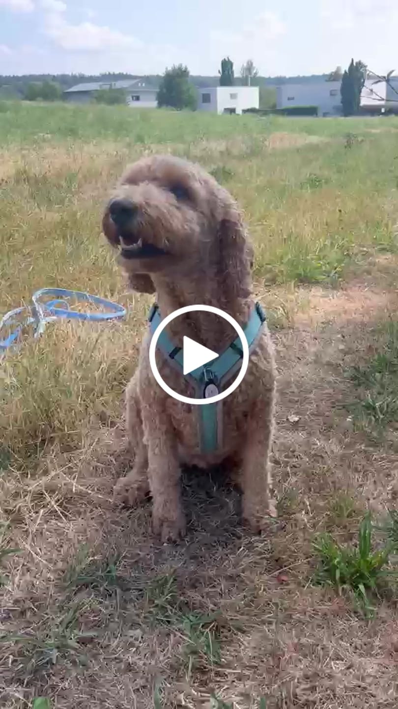 Customer video review of The Butterfly - Silent Dog ID Tag