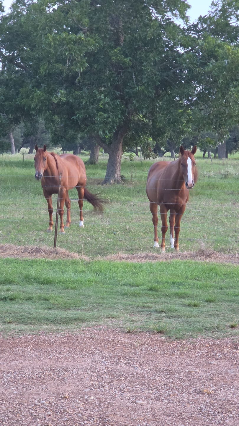 Customer photo review of OptiWize Collagen +Plus Horse Joint Supplement